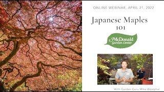 Japanese Maples 101