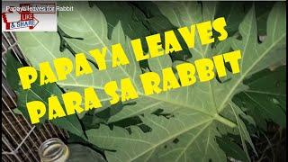 Papaya leaves for  Rabbit