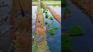 Amazing Rice Farming Techniques! 