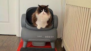 Meet Neakasa M1 Open-Top Self Cleaning Cat Litter Box