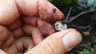 Kristall/Ametist i Sverige.  Amethyst hunting in Sweden