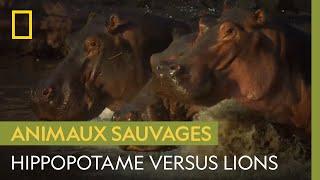 Hippopotame versus lions | KILLER SAFARI