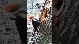 Beautiful Woodpecker  Original Sounds  #satisfying #short