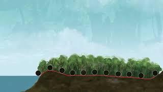 Introducing the Forest Transect