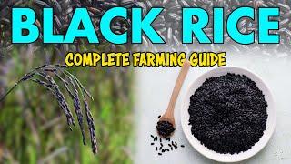 Black Rice Farming: A Comprehensive Guide to Black Paddy Cultivation