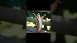 Your Queen pulls this move  | Clash of Clans #shorts #clashofclans #memes #gaming #coc #supercell
