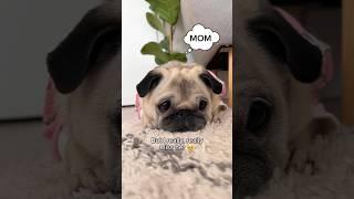 Please help me find my mom  She has been missing for 6 whole minutes!!  #pug #dog #pet