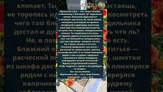 Идеальное утро  #кошки #котики #кот