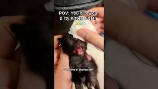 This little kitty is a talker isn’t she #pov #newbornkittens #bathtime #shorts