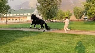 Young Living Friesians Wybren 464 Sport