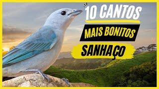 TOP 10: Cantos De "Sanhaço" MAIS BONITOS e MELHORES - Cantos De Aves!