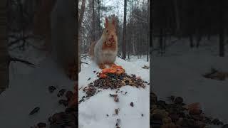 Белочка Памелла и сушёное яблочко. Écureuil Pamella et pomme séchée