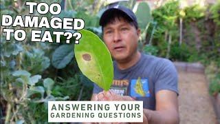 Damaged Leaves: Are They Edible? Here's How to Tell