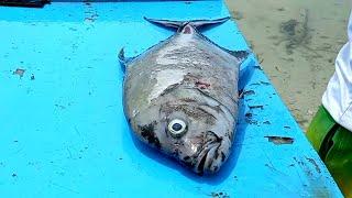 GIANT TREVALLY FISH CUTTING IN MALDIVES | Indian Ocean Trevally Fish Cutting Video