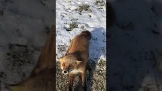 Red Fox Trapping