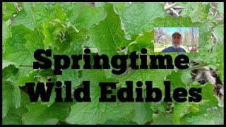 Wild Edibles In The Yard Springtime