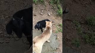 Dog is looking for goat#animal #love#dogs #pets #cat #goat
