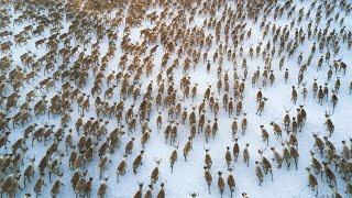 All Aboard! The Great Reindeer Migration (Full Documentary)