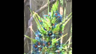 Dance of the Puya