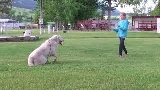 Central Asian Shepherd Dogs Oregon USA
