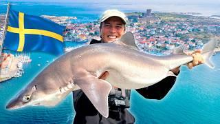 WE CATCH 100 SHARKS IN SWEDEN!!  