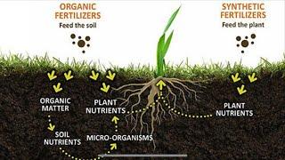 FULL VIDEO l Inorganic VS Organic Fertilizer Explained l Rosas Organic Urban Farming