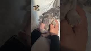 "Pyro" Fur babies #BigRopeFrenchie #BigRopeFrenchies #bigropefluffyfrenchies