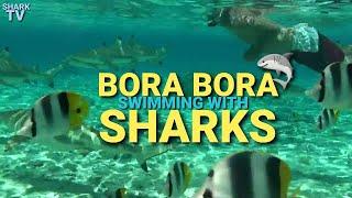 BORA BORA - SWIMMING WITH SHARKS