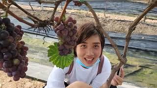 박닌에도 포도밭이 있다