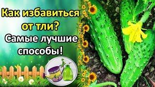 ТЛЯ НА ОГУРЦАХ НЕ ПРИГОВОР! ЛУЧШИЕ СРЕДСТВА И СПОСОБЫ БОРЬБЫ!