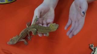 Crested Gecko Morph Guide