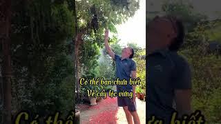 Có thể bạn chưa biết điều này về cây hoa Lộc vừng.