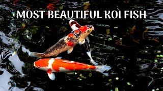 Beautiful Koi Carp | Interesting Facts about Koi Fish (Beautiful Fish)