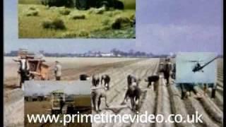 Fenland Farming 1955 DVD