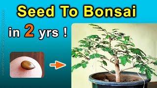 How To Grow Bonsai Trees From Seed - Subtitles Available