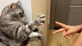 These CATS Are Too Silly  Funniest Cat Videos 2025