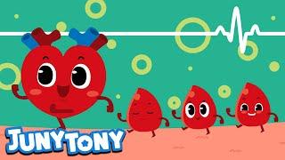 Thumping Heart ️| Circulating System | My Body Songs for Kids | Kids Pop | JunyTony