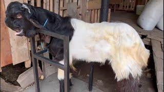 Damascus goat or jamunapari goat in village farm