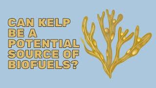 Can Kelp Be A Potential Source Of Biofuels?