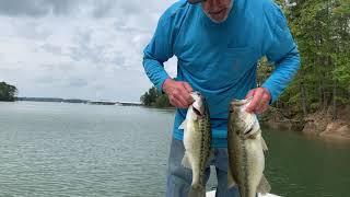 Difference between a Spotted Bass and Large Mouth Bass