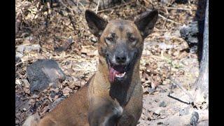 Wild dogs of the Scenic Rim - "they just keep on coming"