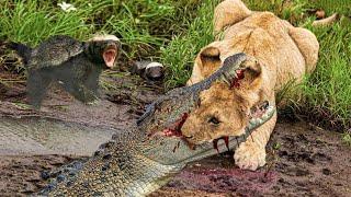 Best Battles Of The Animal World Harsh Life of Wild Animals, Crocodile Vs Lions, Honey Badgers