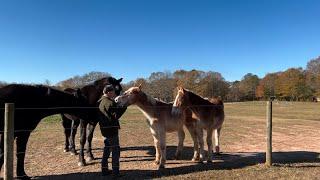 DRAFT HORSES // Belgian colts 90 day update