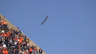 Spirit takes her final flight; named Honorary War Eagle