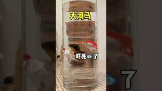 【波比是只橘喵】哈哈哈哈哈哈这还是猫吗？！#猫咪的日常 #猫咪的迷惑行为