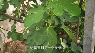 你的金傲芬无花果结果少难出果？别人的却叶叶有果！原因在这里！