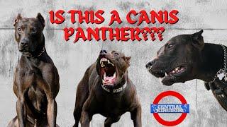 The UK’s First Canis Panther 