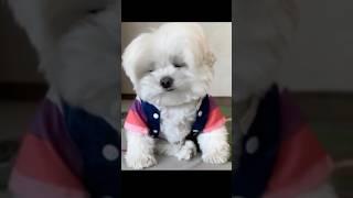 아파트 부르는 강아지 (표정연기 100점)