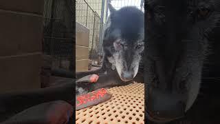 Dog Eats Beaver Tails for Birthday