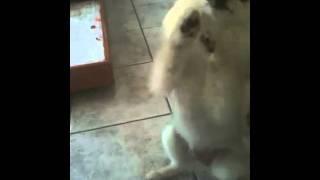 My Pomeranian Tricks